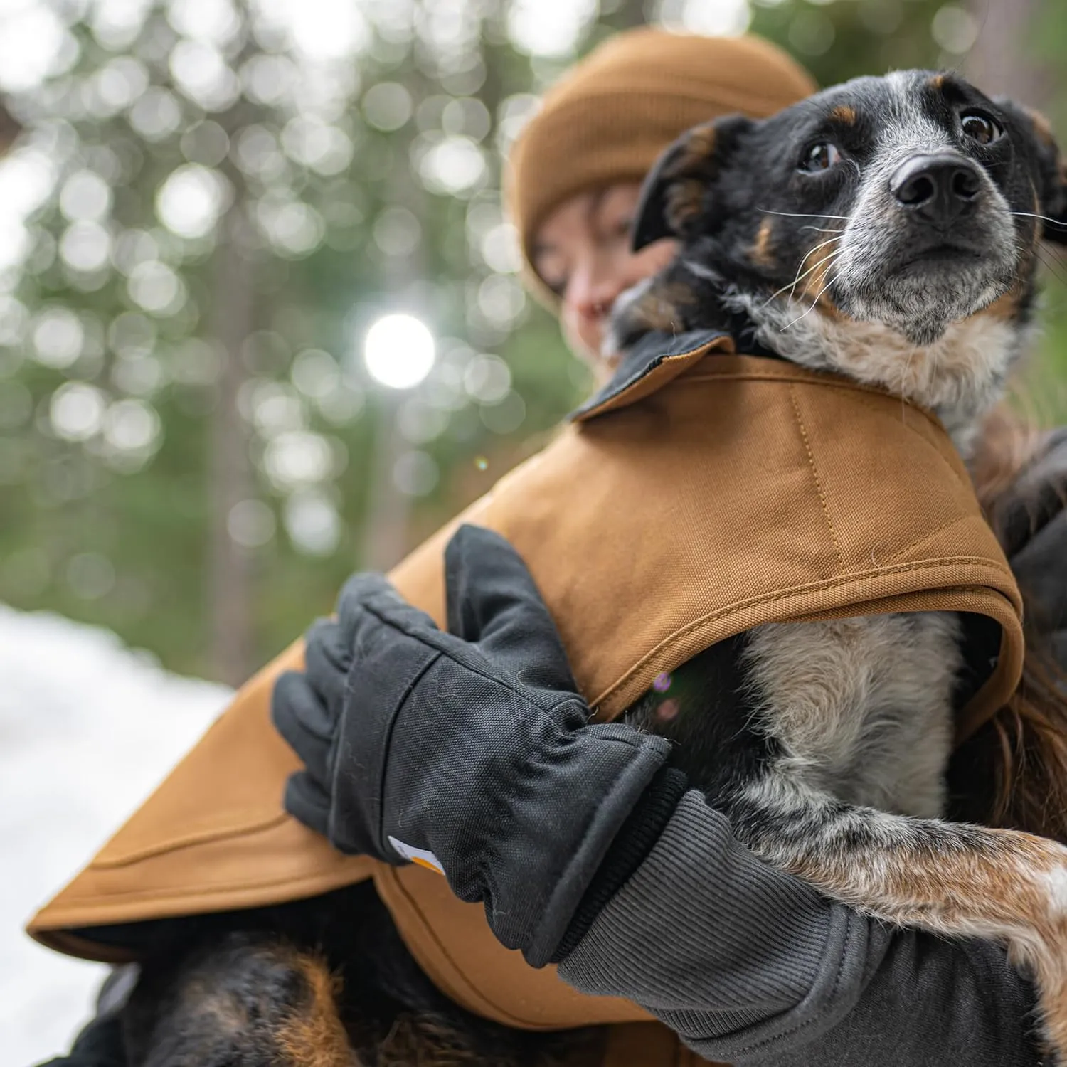 Carhartt Firm Duck Insulated Dog Chore Coat, Durable Weather Resistant Jacket for Cold and Windy Conditions, PFAS Free (Deep Wine), Medium
